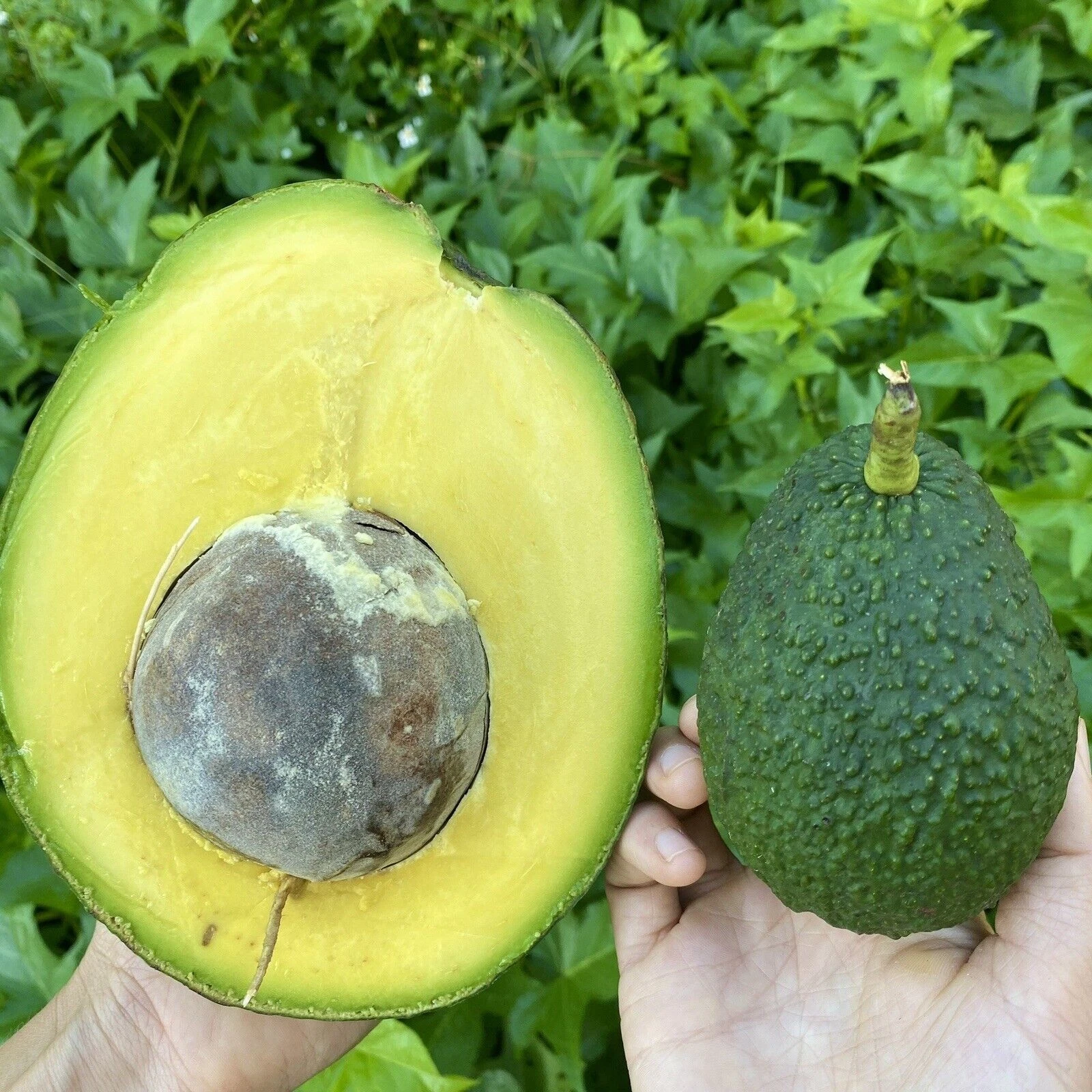 Live Marcus Pumpkin Avocado Cuttings Set of 5 for Propagation - Unrooted Persea americana Grafting Material