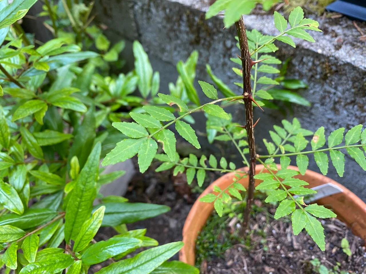 Sansho Japanese Pepper Tree Cuttings - Zanthoxylum piperitum, Unrooted Fresh Propagation Branches, Ornamental Foliage