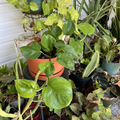 Golden and Global Green Pothos Cuttings – 8 Inch Unrooted Indoor Vine Propagation Plants Epipremnum aureum