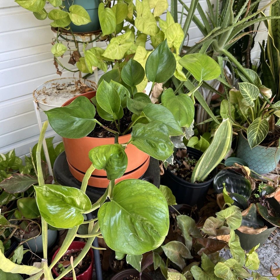 Golden and Global Green Pothos Cuttings – 8 Inch Unrooted Indoor Vine Propagation Plants Epipremnum aureum