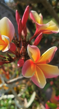 Hawaiian Rainbow Plumeria Cutting – 12 Inch Unrooted Frangipani Propagation for Tropical Garden Planting