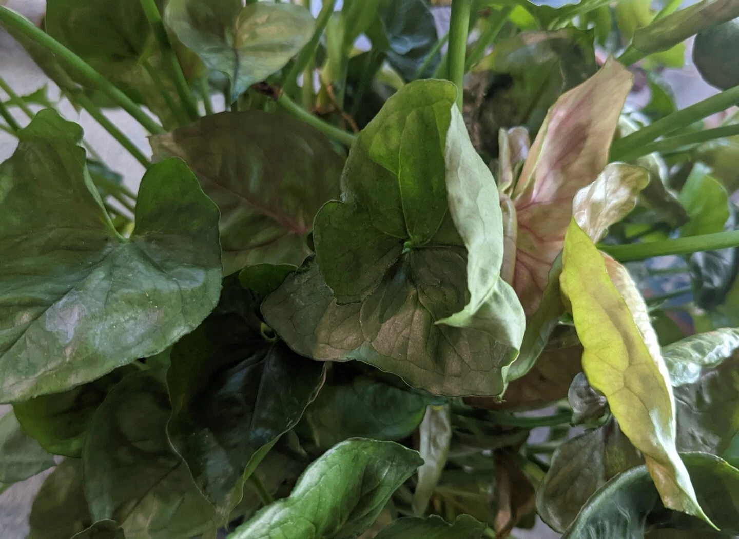 Mango Allusion Syngonium Cuttings - 5 Live Unrooted Syngonium Podophyllum for Indoor Growing