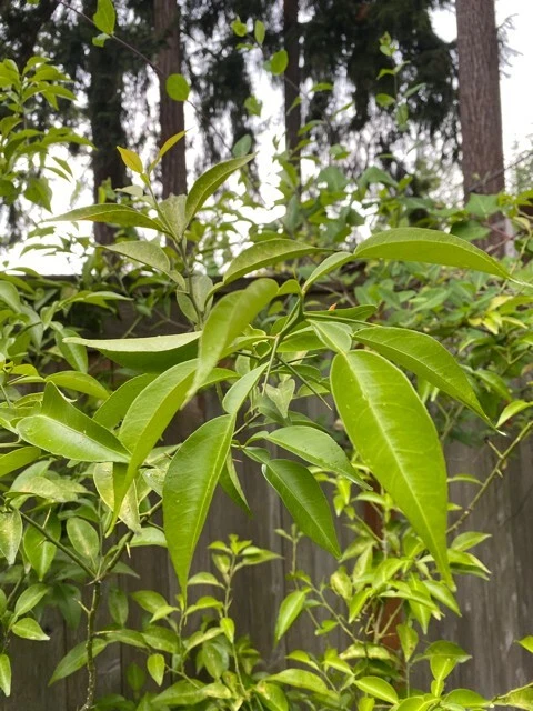 Yuzu Citrus Tree Cuttings Unrooted - Citrus Junos Cold Hardy Scions Set of 4
