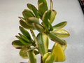 Unrooted Lemon Lime Jade Succulent Cutting - Variegated Crassula Ovata Propagation, 4 Inch Plant Fragment
