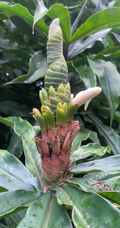 Yellow Spiral Ginger Live Plants – 3 Rooted Cuttings | Dimerocostus Strobilaceus Tropical Ornamental