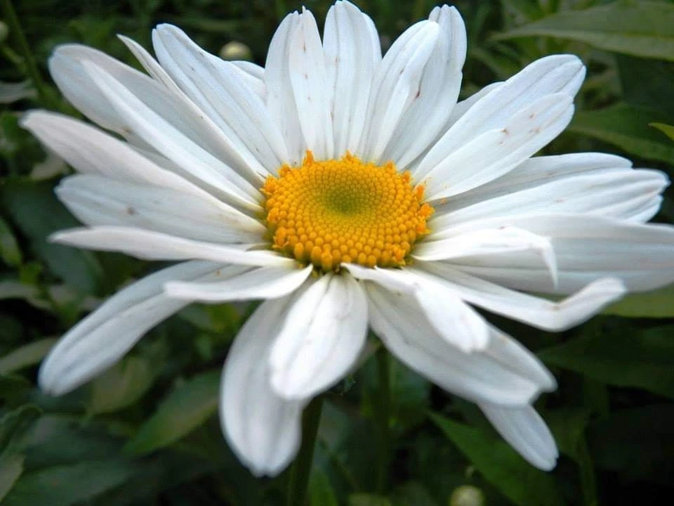 Shasta Daisy Becky Bare Root Live Plant, White Perennial Flower for Borders & Mass Planting - Leucanthemum × superbum