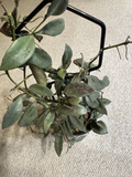 Hoya Lacunosa Louisa’s Silver Cutting – Unrooted Live Vining Houseplant Propagation, Silver-Splashed Green Leaves