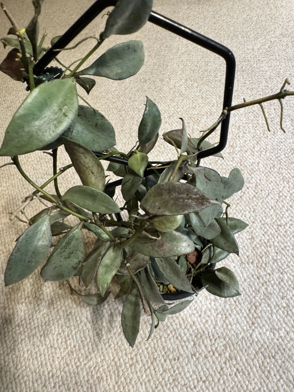 Hoya Lacunosa Louisa’s Silver Cutting – Unrooted Live Vining Houseplant Propagation, Silver-Splashed Green Leaves