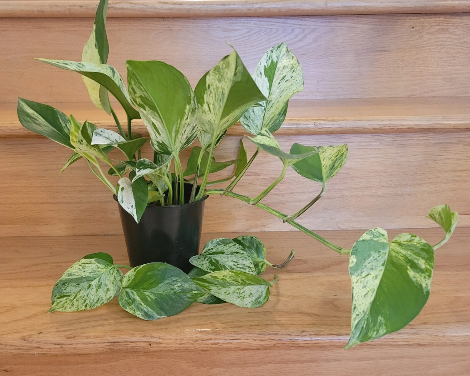 Unrooted Golden Jade Pothos Cuttings Set of 3, Epipremnum aureum Variegated Indoor Plant Propagation