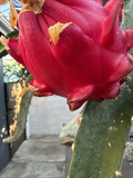 Orajona Dragon Fruit Cutting 12-18 Inch Live Climbing Cactus Vine Selenicereus sp.
