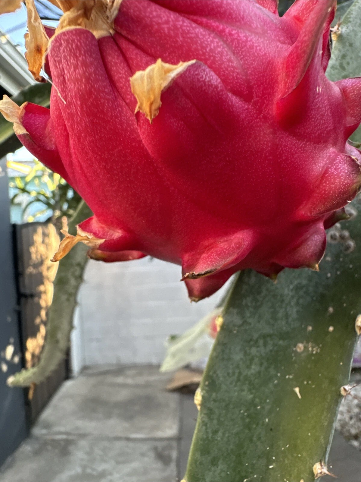 Orajona Dragon Fruit Cutting 12-18 Inch Live Climbing Cactus Vine Selenicereus sp.
