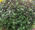Dwarf Bolivian Wandering Jew Cuttings - Callisia repens Trailing Houseplant Set of 10