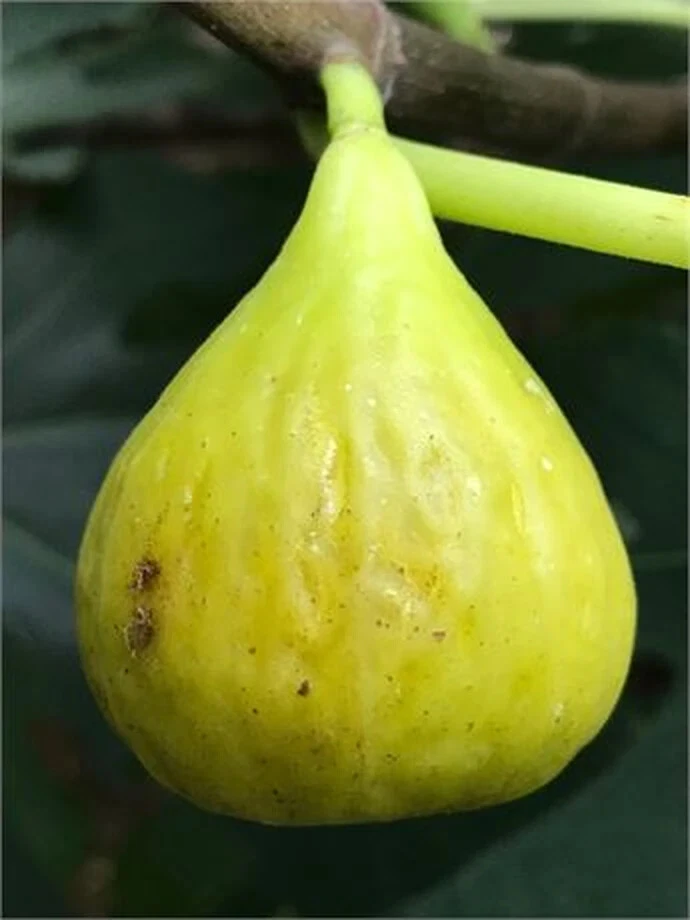 Unrooted Brooklyn White Fig Cutting – Ficus carica Cultivar, 8+ Inch Propagation Plant Material with 3+ Nodes