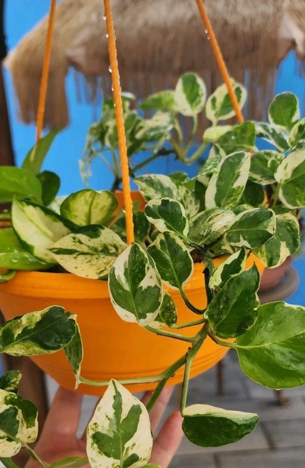 N’Joy Pothos Rooted Cuttings – Variegated Epipremnum Aureum Indoor Houseplant, Green & White Foliage, Ready to Plant