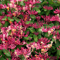Peaches & Cream Honeysuckle Rooted Plant – Variegated Climbing Vine, Lonicera periclymenum, Garden Support, Ornamental Outdoor Vine