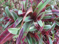 Wandering Jew Cuttings Tradescantia Pallida Tampicana - 3 Unrooted Cuttings