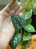 Silver Pothos Cuttings - 4 Single Leaf/Node Propagation Set - Scindapsus pictus ‘Argyraeus’ Indoor Houseplant
