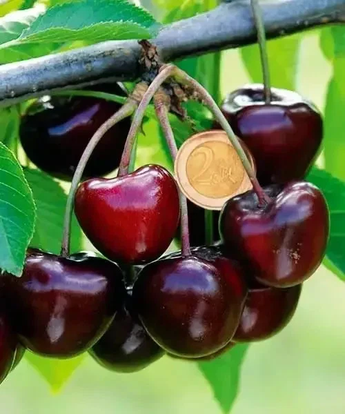 Carmen Cherry Cuttings – 5 Live Prunus avium Grafting or Rooting for Fruit Tree Propagation
