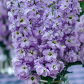 Katz Lavender Blue Stock Seeds – 50 Matthiola incana Seeds with Fragrant Lavender-Purple Blooms