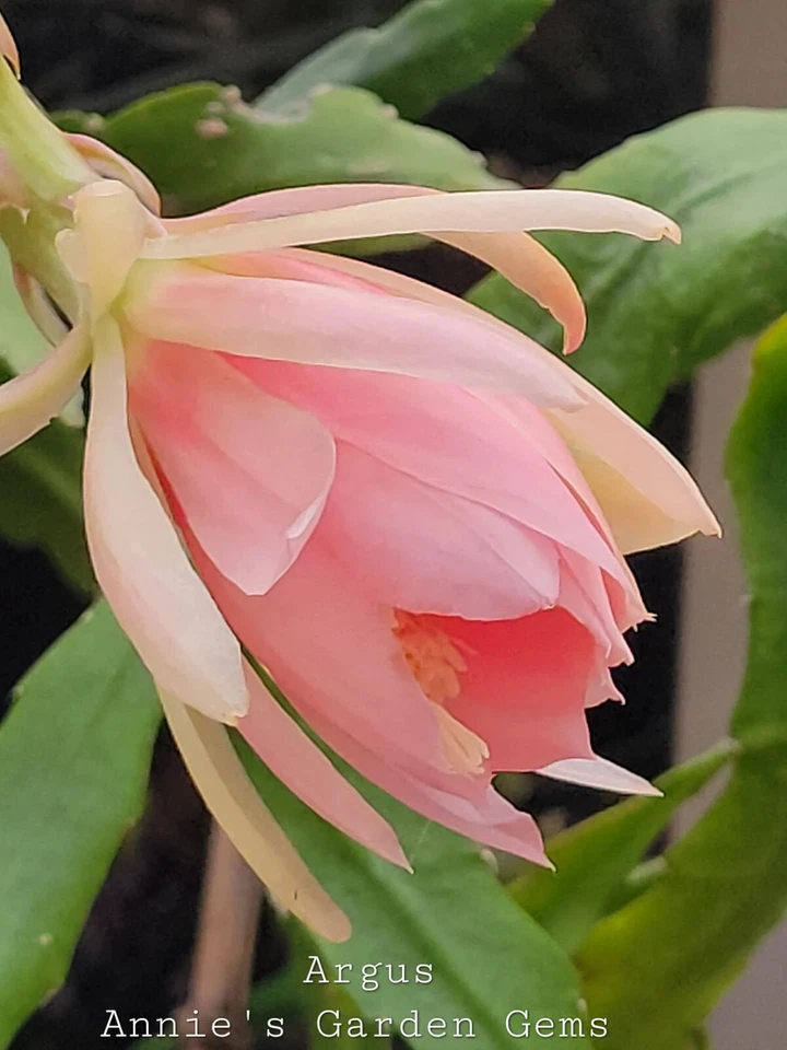 Unrooted Epiphyllum Argus Cuttings – Orchid Cactus Propagation Segments, 8-10 Inches for Container & Hanging Basket Planting