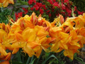 Klondyke Azalea Live Rooted Shrub – Deciduous Rhododendron with Yellow to Golden Orange Blooms
