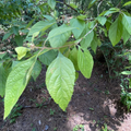 Beautyberry Bush Cuttings, Callicarpa spp., Unrooted Live Clippings for Propagation