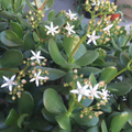 Crassula ovata Red Jade Succulent Cuttings – 2 Unrooted Propagation Plants, Fleshy Leaves, Red-Toned Jade, Indoor & Garden Use