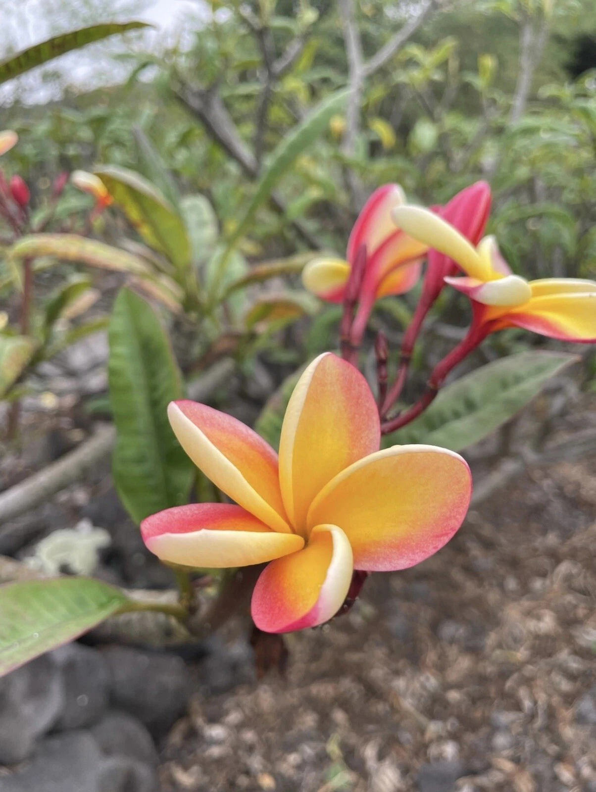 Candy Stripe Plumeria Cutting – Unrooted 10 Inch Double Head Plumeria rubra Propagation Plant