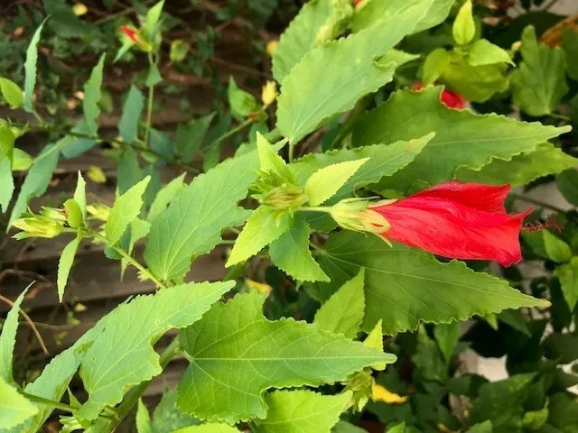 Red Turk’s Cap Shrub Cuttings – Malvaviscus arboreus Flowering Bush Propagation Cuttings