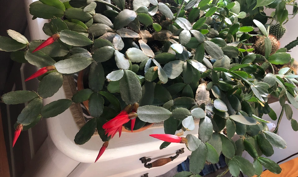 Easter Cactus Cuttings - 3 Live Unrooted Rhipsalidopsis Gaertneri 2-Segment Clippings for Propagation