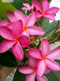 Hawaiian Fuchsia Plumeria Cutting – Unrooted Tropical Frangipani Propagation Plant, Bright Pink Flowers, Plumeria sp.