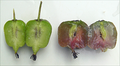 Seedless Hardy Kiwi Vine Cuttings – 10 Actinidia deliciosa Climbing Vines for Propagation, Garden Support