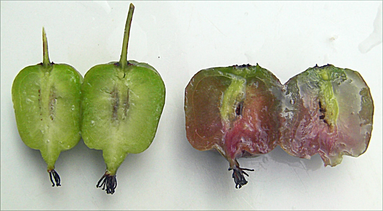 Seedless Hardy Kiwi Vine Cuttings – 10 Actinidia deliciosa Climbing Vines for Propagation, Garden Support