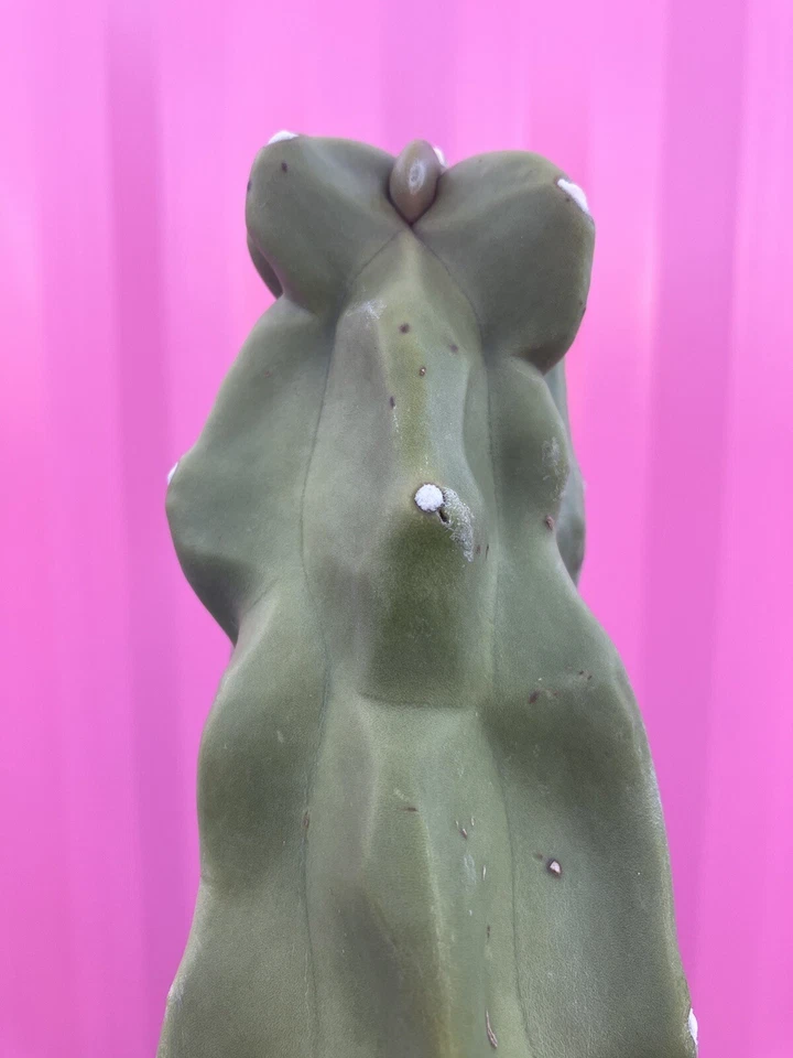 Totem Pole Cactus Cuttings 9.5–12 Inches, Monstrose Columnar Cactus, Lophocereus schottii for Propagation
