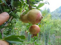 Soft-Seeded Pomegranate Cuttings for Rooting and Grafting – Punica granatum Unrooted Fruit Tree Propagation Material
