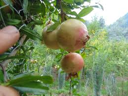 Soft-Seeded Pomegranate Cuttings for Rooting and Grafting – Punica granatum Unrooted Fruit Tree Propagation Material