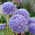 Blue Lace Flower Seeds Didiscus Trachymene Coerulea 50 Seeds Annual Cut Flower