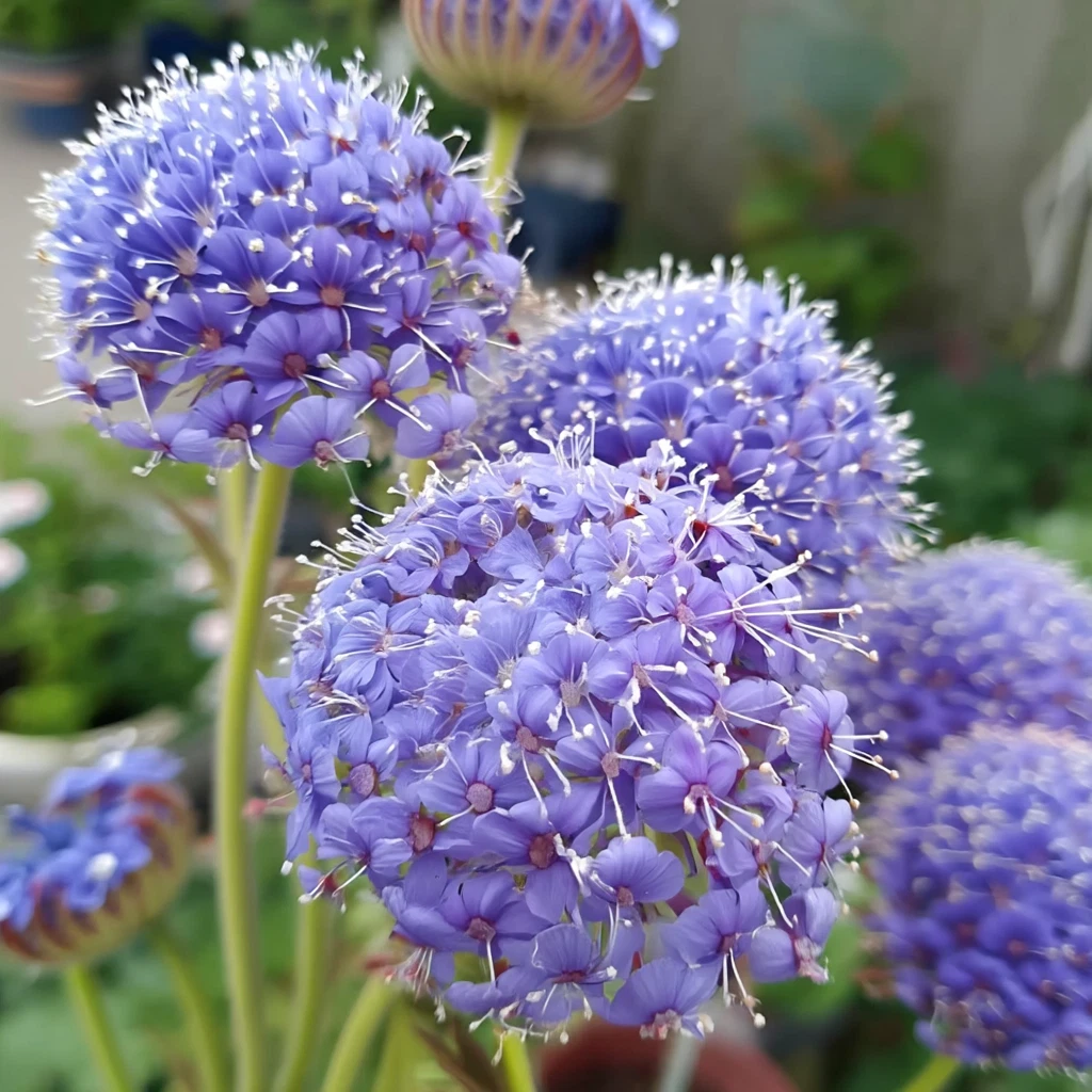 Blue Lace Flower Seeds Didiscus Trachymene Coerulea 50 Seeds Annual Cut Flower