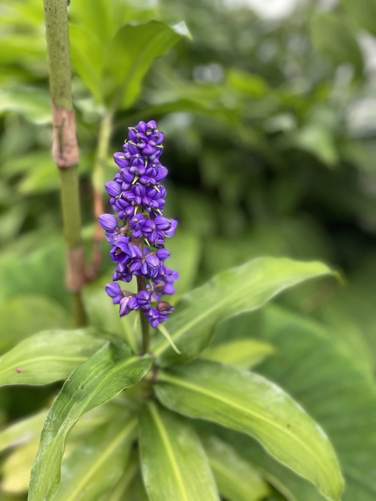 Blue Ginger Plant Cuttings – 3 Live Dichorisandra thyrsiflora Tropical Ornamental