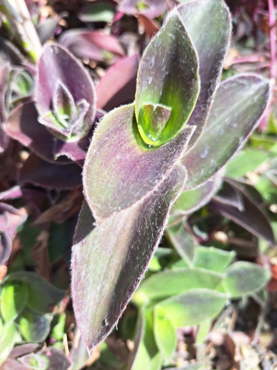 Purple Queen Tradescantia Pallida Succulent Cuttings Set of 10 - Purple Heart Plant