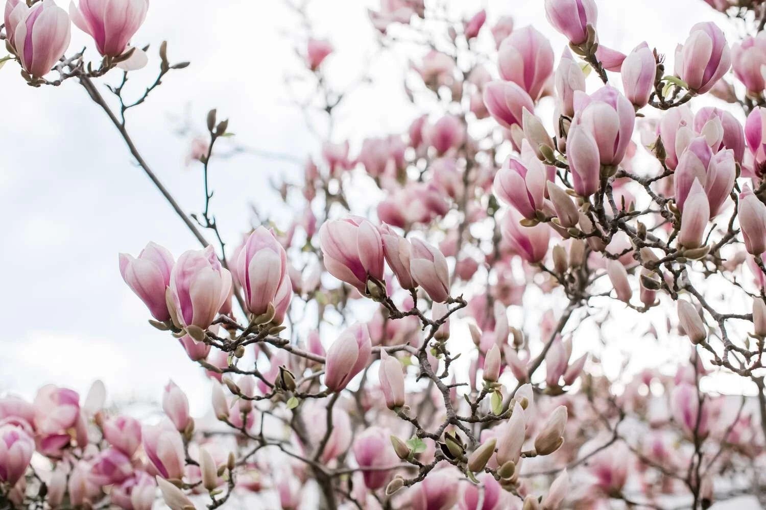 Unrooted Saucer Pink Magnolia Cuttings – 10 Propagation Live Plant Clippings of Magnolia × soulangeana for Garden or Landscape