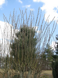 Salix discolor Pussy Willow Cuttings – 25 Unrooted Live Branches for Propagation, 5–7 Inches, Ornamental Shrub, Early Spring Catkins