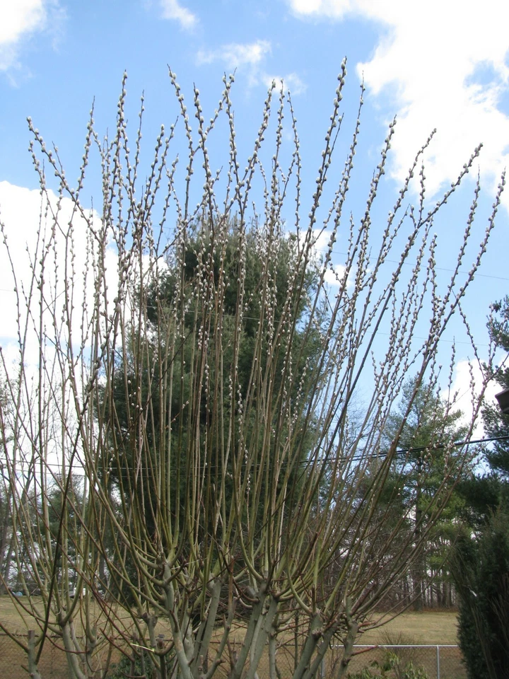 Salix discolor Pussy Willow Cuttings – 25 Unrooted Live Branches for Propagation, 5–7 Inches, Ornamental Shrub, Early Spring Catkins