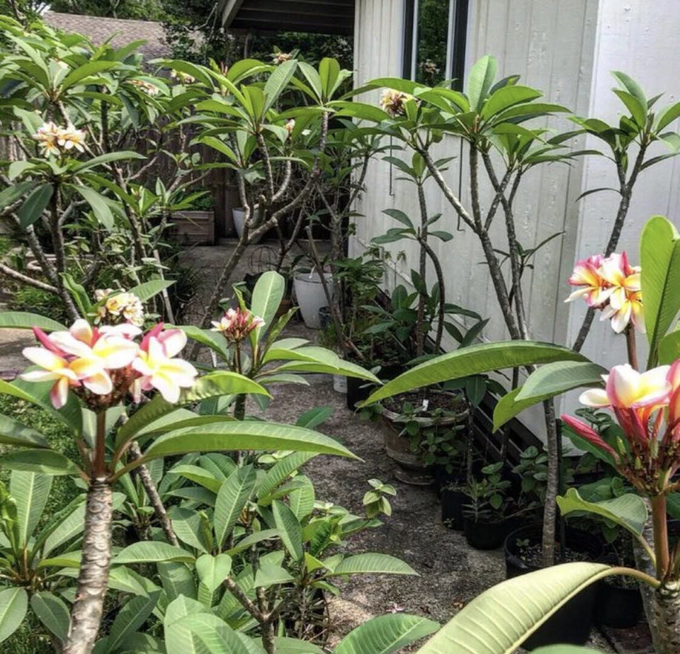 Plumeria Cuttings 8-12 Inches – Tropical Flower Propagation in White Pink Yellow Tricolor – Unrooted Frangipani Branches