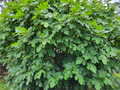 Celeste Fig Tree Cuttings Unrooted - Set of 6 for Propagation in Containers or Garden
