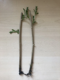 Goji Berry Bare Root Plants – 2 Rooted Lycium Barbarum Fruit Shrubs for Garden or Container Growing