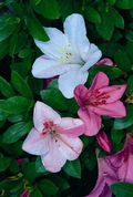 Tama no Hada Azalea Starter Plant – Deciduous Rhododendron with Mixed Flower Colors