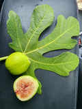 White Kadota Fig Cuttings – 2 Unrooted Ficus carica ‘White Kadota’ for Propagation, Outdoor Fruit Tree