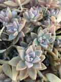 Unrooted Succulent Cuttings – Ghost Plant Graptopetalum paraguayense, Trailing Rosette Succulent, Gray-Green Foliage
