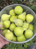 Unrooted Fig Cutting – JH Adriatic Ficus carica Branch with 3+ Nodes, 8 Inch Propagation Plant
